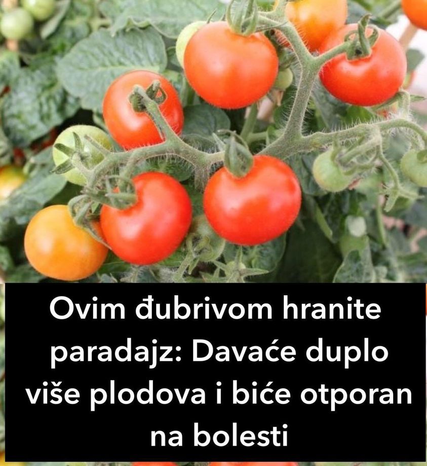 Ovim đubrivom hranite paradajz: Davaće duplo više plodova i biće otporan na bolesti
