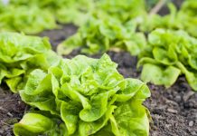 ŠTA SE DEŠAVA U ORGANIZMU AKO ČESTO JEDETE ZELENU SALATU: Poslije ovog ćete dobro razmisliti