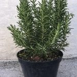 Pijte čaj od ruzmarina na prazan želudac i više nećete patiti od… Pijte čaj od ruzmarina na prazan želudac i više nećete patiti od… - featured image