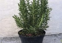 Pijte čaj od ruzmarina na prazan želudac i više nećete patiti od… Pijte čaj od ruzmarina na prazan želudac i više nećete patiti od… - featured image