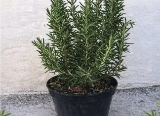 Pijte čaj od ruzmarina na prazan želudac i više nećete patiti od… Pijte čaj od ruzmarina na prazan želudac i više nećete patiti od… - featured image