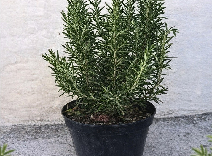 Pijte čaj od ruzmarina na prazan želudac i više nećete patiti od… - featured image