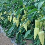 Najbolji rastvor za zalivanje mladih paprika: Rađaju kao lude, ovo je najbolja domaća prihrana Najbolji rastvor za zalivanje mladih paprika: Rađaju kao lude, ovo je najbolja domaća prihrana - featured image