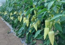 Najbolji rastvor za zalivanje mladih paprika: Rađaju kao lude, ovo je najbolja domaća prihrana Najbolji rastvor za zalivanje mladih paprika: Rađaju kao lude, ovo je najbolja domaća prihrana - featured image