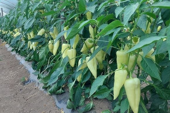 Najbolji rastvor za zalivanje mladih paprika: Rađaju kao lude, ovo je najbolja domaća prihrana - featured image