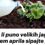 Želite li puno velikih jagoda? Krajem aprila sipajte pola litre ovog čuda ispod svake biljke, ne više! Želite li puno velikih jagoda? Krajem aprila sipajte pola litre ovog čuda ispod svake biljke, ne više! - featured image