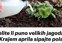 Želite li puno velikih jagoda? Krajem aprila sipajte pola litre ovog čuda ispod svake biljke, ne više! Želite li puno velikih jagoda? Krajem aprila sipajte pola litre ovog čuda ispod svake biljke, ne više! - featured image