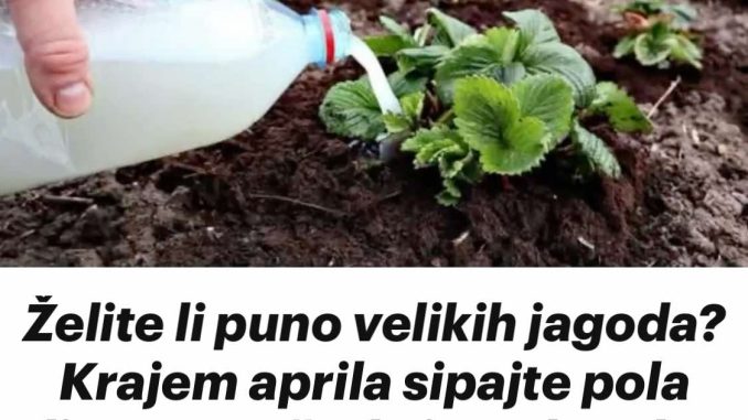 Želite li puno velikih jagoda? Krajem aprila sipajte pola litre ovog čuda ispod svake biljke, ne više! - featured image Želite li puno velikih jagoda? Krajem aprila sipajte pola litre ovog čuda ispod svake biljke, ne više! - featured image