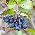 Ubija ćelije RAKA i VIRUSE: Za ovo VOĆE kažu da je najzdravije na svijetu Ubija ćelije RAKA i VIRUSE: Za ovo VOĆE kažu da je najzdravije na svijetu - featured image
