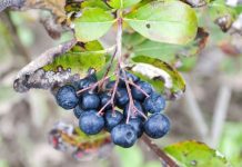 Ubija ćelije RAKA i VIRUSE: Za ovo VOĆE kažu da je najzdravije na svijetu Ubija ćelije RAKA i VIRUSE: Za ovo VOĆE kažu da je najzdravije na svijetu - featured image