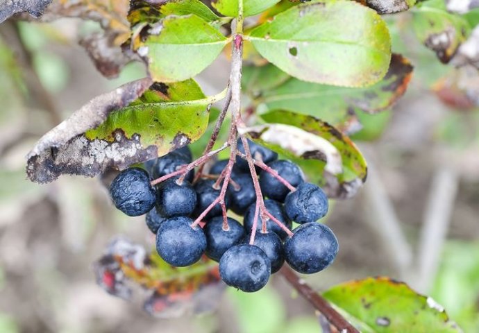 Ubija ćelije RAKA i VIRUSE: Za ovo VOĆE kažu da je najzdravije na svijetu - featured image Ubija ćelije RAKA i VIRUSE: Za ovo VOĆE kažu da je najzdravije na svijetu - featured image