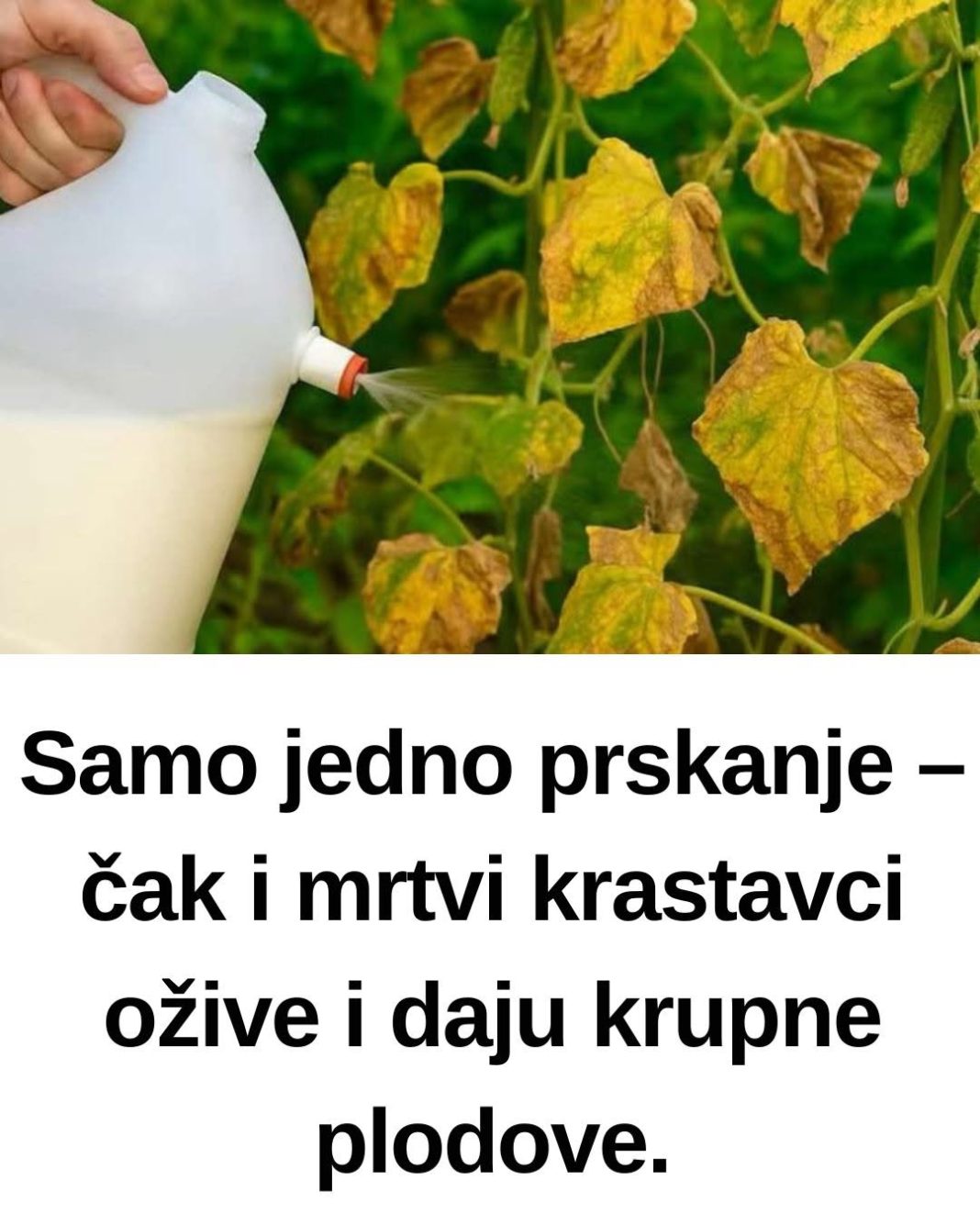 Samo jedno prskanje – čak i mrtvi krastavci ožive i daju krupne plodove. - featured image Samo jedno prskanje – čak i mrtvi krastavci ožive i daju krupne plodove. - featured image