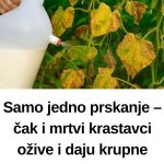 Samo jedno prskanje – čak i mrtvi krastavci ožive i daju krupne plodove. Samo jedno prskanje – čak i mrtvi krastavci ožive i daju krupne plodove. - featured image