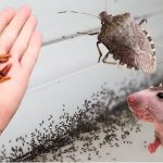 OVO je zauvijek otjeralo smrdljive bube, miševe, pacove, žohare i mrave… OVO je zauvijek otjeralo smrdljive bube, miševe, pacove, žohare i mrave… - featured image