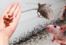 OVO je zauvijek otjeralo smrdljive bube, miševe, pacove, žohare i mrave… OVO je zauvijek otjeralo smrdljive bube, miševe, pacove, žohare i mrave… - featured image