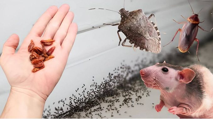OVO je zauvijek otjeralo smrdljive bube, miševe, pacove, žohare i mrave… - featured image OVO je zauvijek otjeralo smrdljive bube, miševe, pacove, žohare i mrave… - featured image